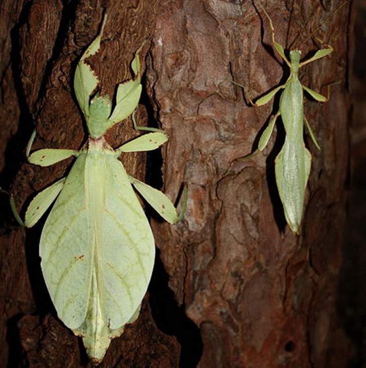 Самка (слева) и самец (справа) листотела
