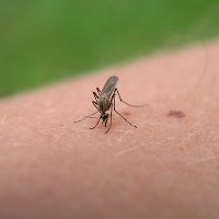 Факты о комарах