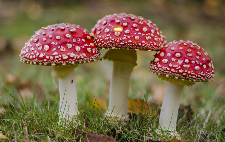 Опасные грибы 
