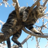 Мифы о кошках