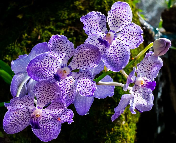 Познавательные факты об орхидеях