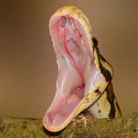 Какая змея самая ядовитая в мире?