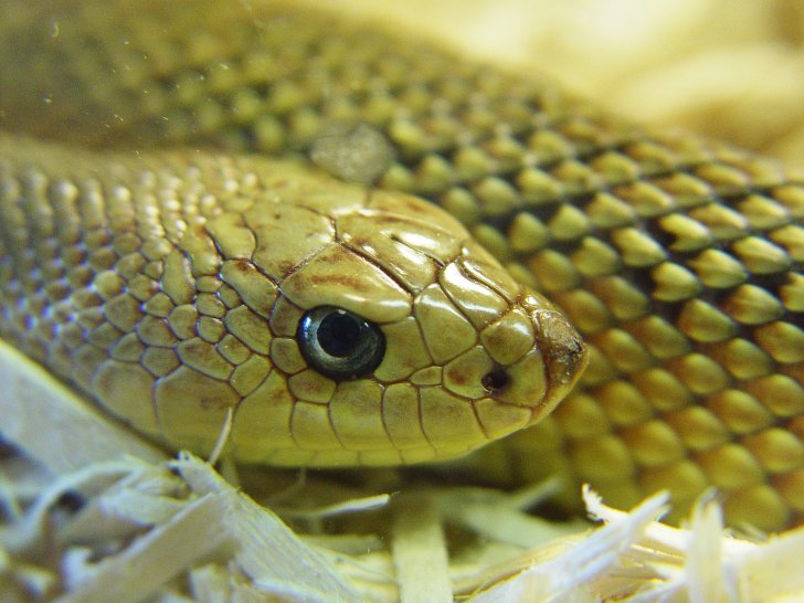 Какая змея самая ядовитая в мире фото