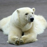 Удивительные факты о белых медведях