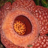 Растение раффлезия: один из крупнейших цветков в мире