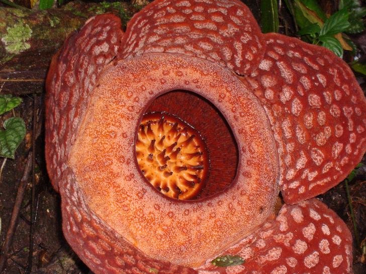 Раффлезия — один из крупнейших цветков в мире