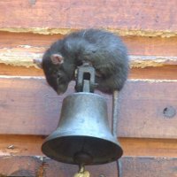 5 страшных фактов о крысах