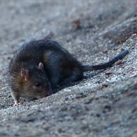 Топ-15 необычных фактов о крысах