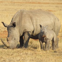 Занимательные факты о носорогах