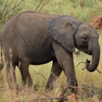 Сколько живут слоны?