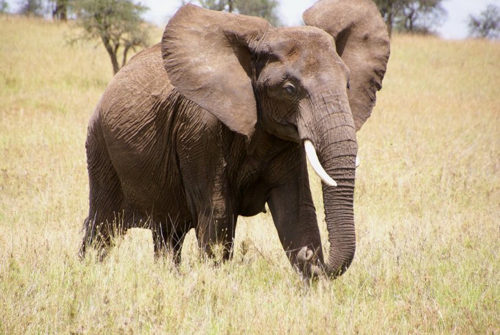 Интересные факты о возрасте слонов