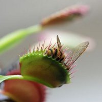 Удивительные растения-хищники