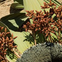 Вельвичия удивительная: реликтовое растение пустыни