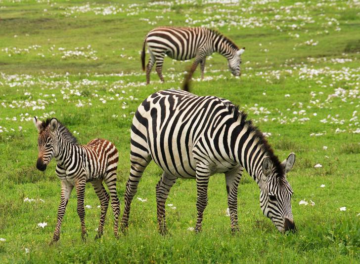 Интересные факты о полосках зебр