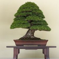 Восточное искусство бонсай: деревья в миниатюре