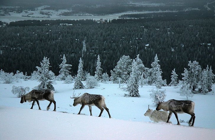 Финляндские северные олени