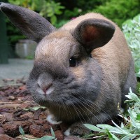 Остров кроликов в Японии: Окуносима