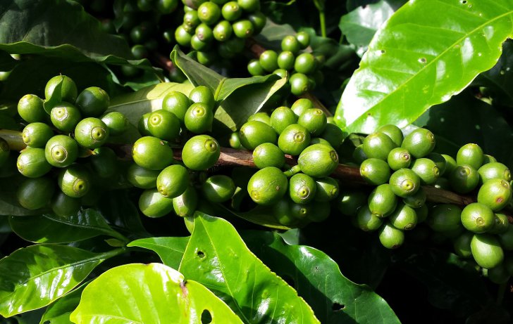 Плоды кофейного дерева 