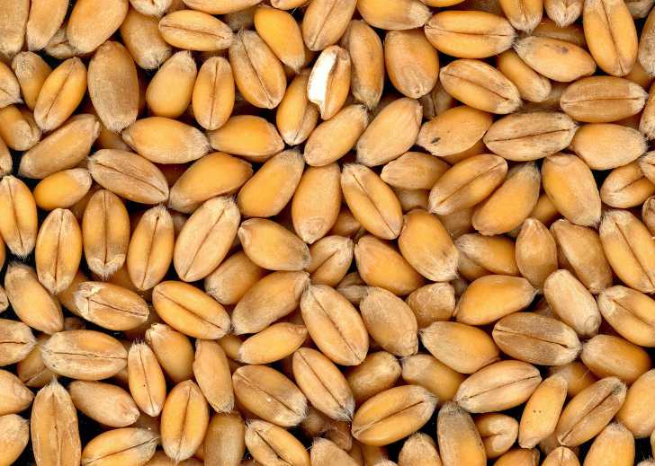 Пшеница - распространенный пищевой аллерген