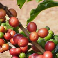 Интересные факты о зеленом кофе