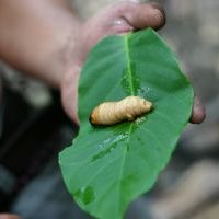Источники питания будущего: насекомые