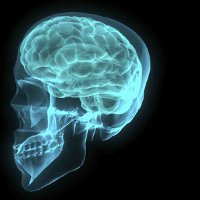 Интересные факты о человеческом мозге
