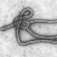 Заражение вирусом Эбола: опасная эпидемия XXI столетия