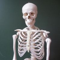 Интересные факты о скелете человека
