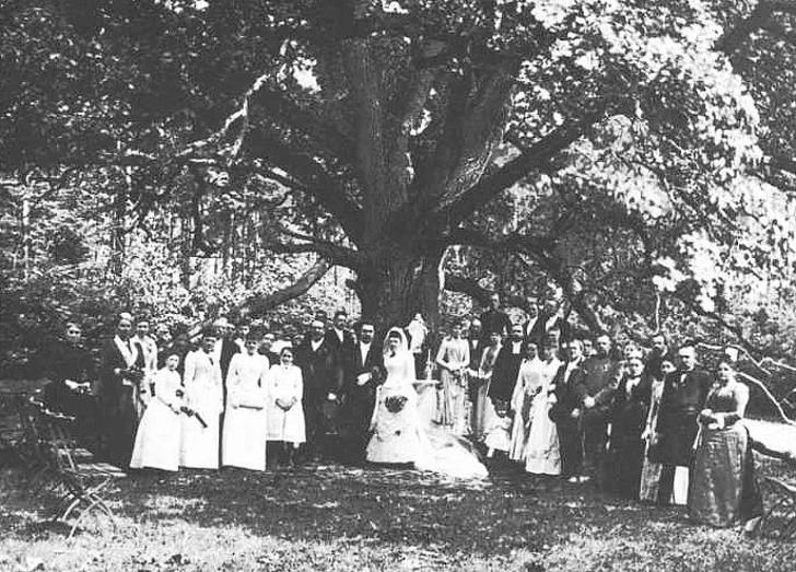 Свадьба под дубом, 1900 год