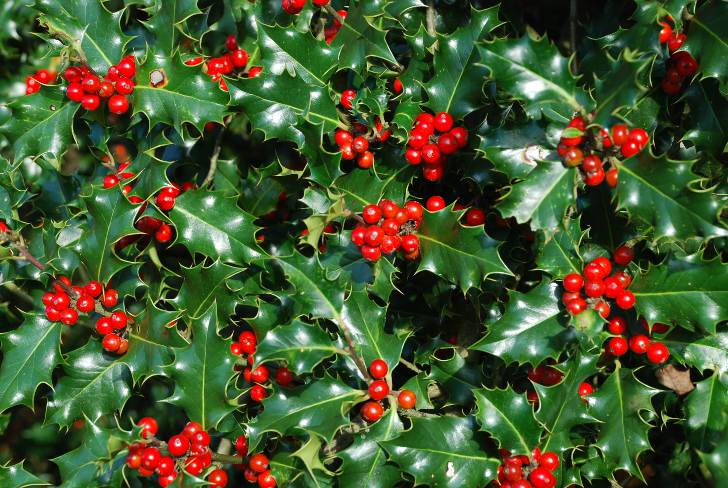 Остролист — новогоднее растение в Англии