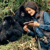 Дайан Фосси: знаменитая защитница горилл