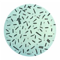 Интересные факты о микроорганизмах