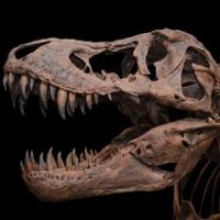 Невероятные гипотезы вымирания динозавров