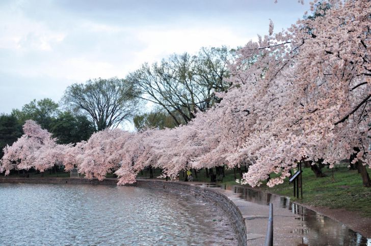 Национальный фестиваль цветущей вишни в Вашингтоне