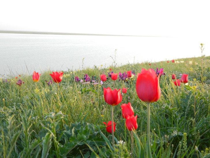 Фестиваль тюльпанов в Калмыкии 